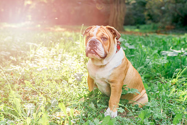 istock Cute english bulldog pup 611894766
