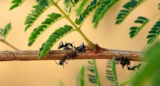 Ants feeding drinking sweet secretion from plant lice tree bug zambia africa acacia leaf woodland