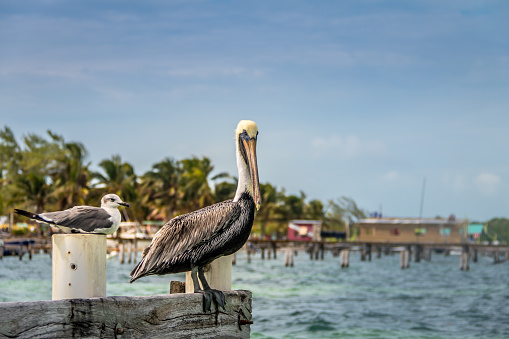 Pelican and young laughing gull standing on a pier - Caye Caulker, Belize
