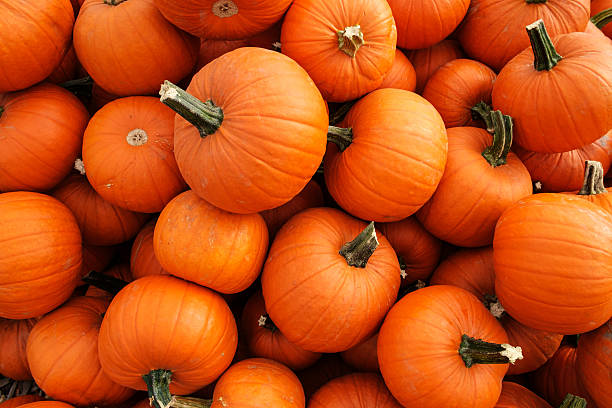 istock Recently harvested orange pumpkins in a random pile 611897918