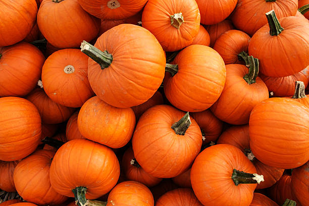 Recently harvested orange pumpkins in a random pile Recently harvested orange pumpkins in a random pile pumpkin stock pictures, royalty-free photos & images