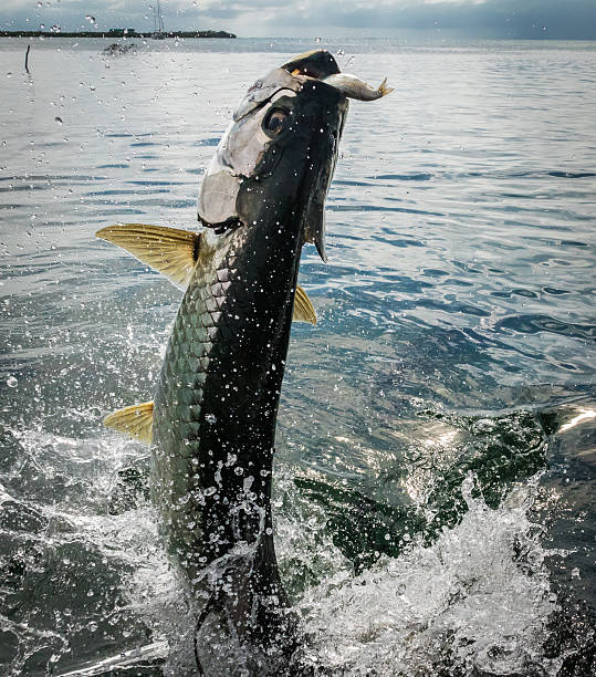 peixe tarpon pulando da água - caye caulker, belize - fishing fishing industry sea fish - fotografias e filmes do acervo