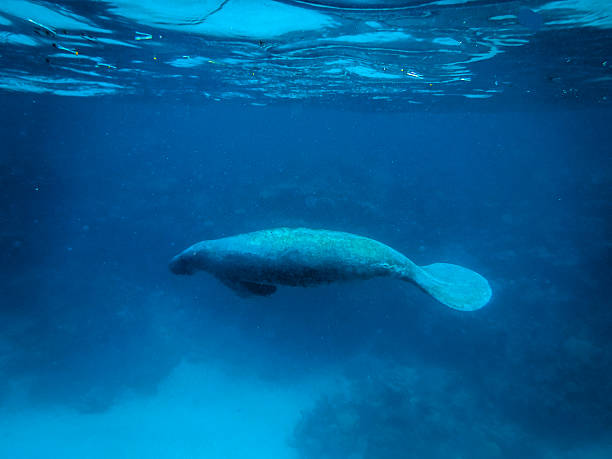 istock Manatee underwater in Caribbean Sea - Caye Caulker, Belize 611898854