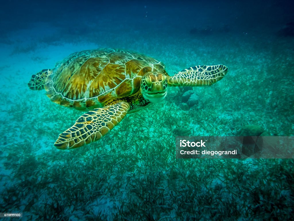 Tortuga marina en el mar Caribe - Caye Caulker, Belice - Foto de stock de Belice libre de derechos