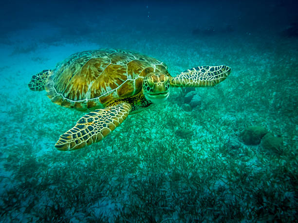 istock Sea turtle in caribbean sea - Caye Caulker, Belize 611899100