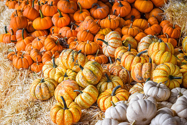 bauernmarkt mini kürbisse - miniature pumpkin stock-fotos und bilder