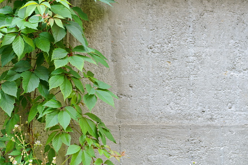 Background of a gray stone wall with green ivy leaves
