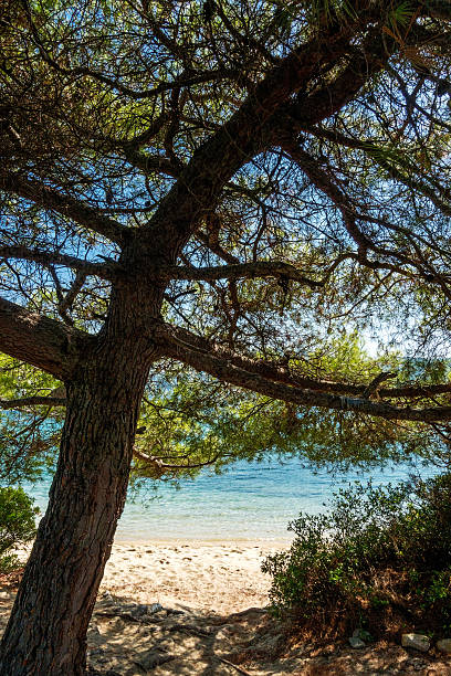 plaża w grecji - halkidiki leaf branch tree trunk zdjęcia i obrazy z banku zdjęć