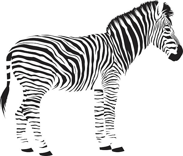 Wild African Zebra A wild African animal, black isolated on white. Background is transparent so it can be placed onto any color. Traced by hand (not autotraced) from my own travel photography to Zimbabwe, Botswana and South Africa in August 2016. Download includes an AI10 EPS (CMYK) and a high resolution JPEG (RGB). zebra stripe pics stock illustrations