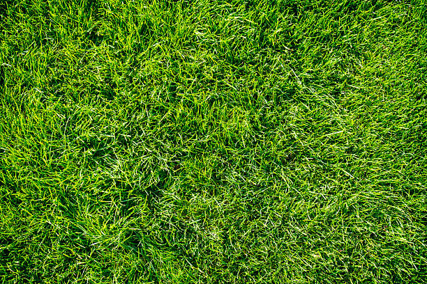 istock Background of bright green grass 611901416
