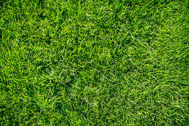 istock Background of bright green grass 611901894