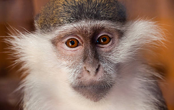 Young female green monkey looking seriously directly at the viewer stock photo