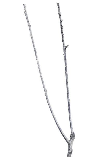 istock dry dead branch isolated on white background 611985740