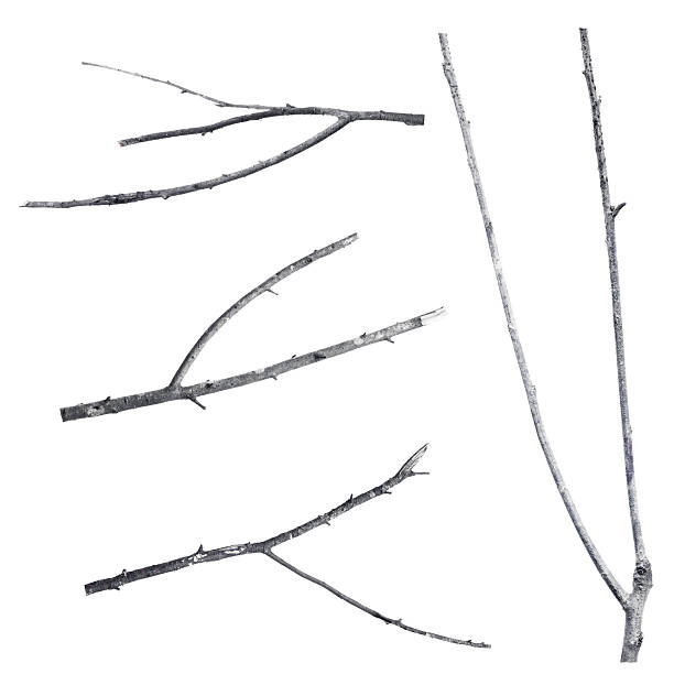 istock Set of dry tree branch, isolated on white background 611985780