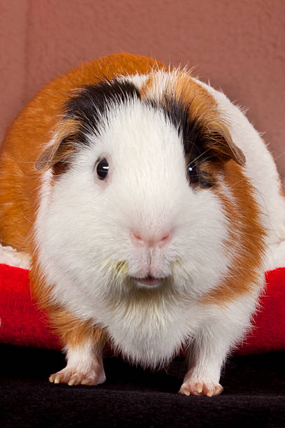 istock American Guinea Pigs (Cavia porcellus) 611986496