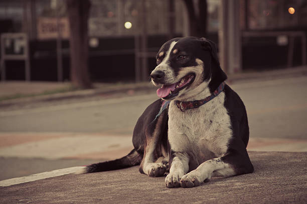 istock Black Thai dog on steet with bokeh 611987770