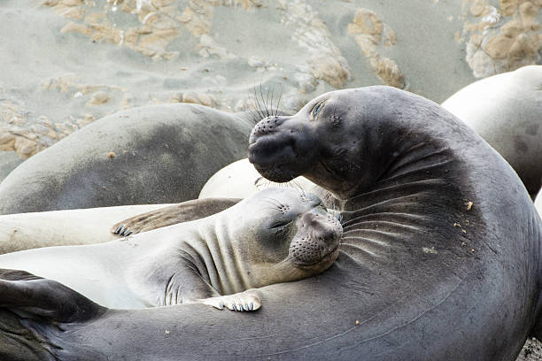 istock Young Elephant Seal and Mother 611988500