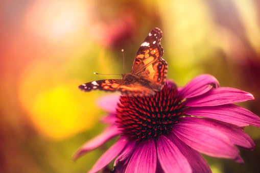 Beautiful echinacea coneflower with butterfly and bokeh