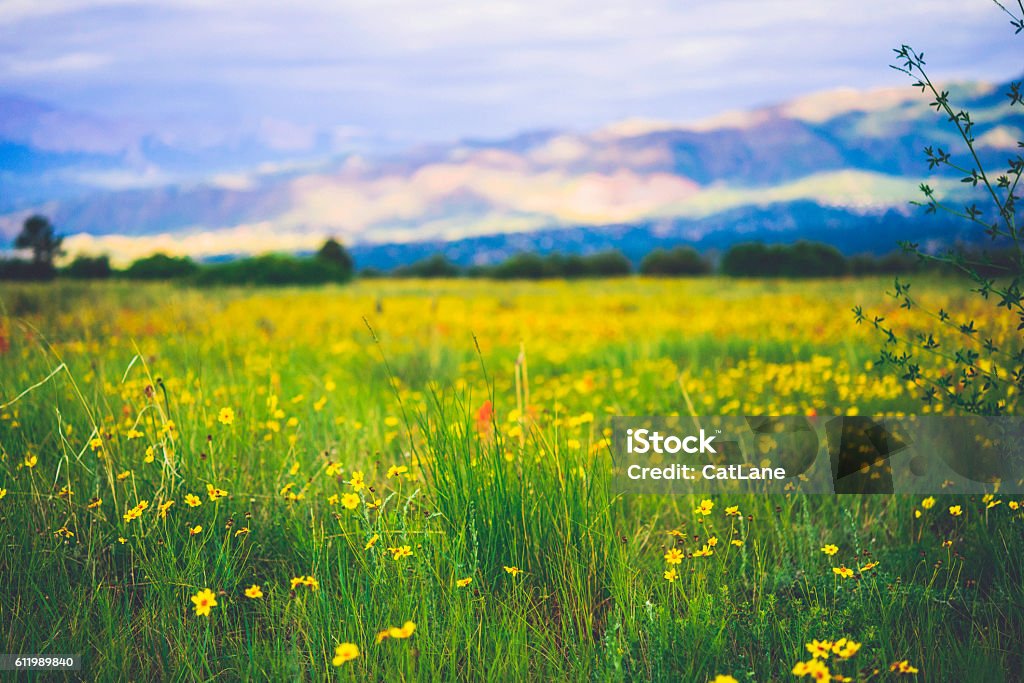 Beautiful alpine wildflowers growing in field. Summer in USA Colorado Springs Stock Photo