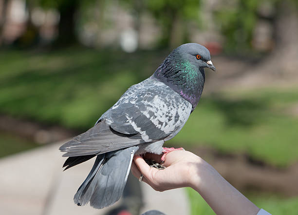 istock The pigeon close up 611990076