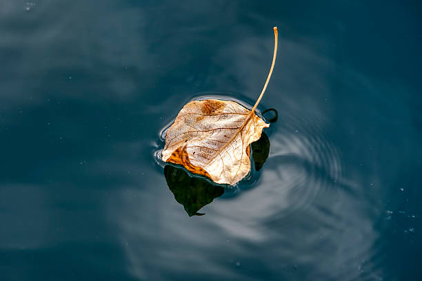 istock Close up of leaf on water. 611990556