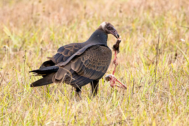 istock Turkey vulture with paw of possum 611991060