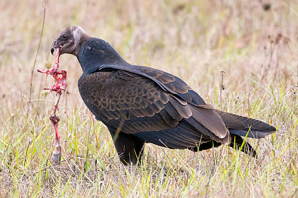 Turkey Buzzard devouring carcass Vulture devouring leg and pelvis of dead possum. Standing in grass field in profile. angry opossum stock pictures, royalty-free photos & images