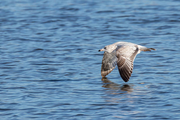 istock Female seagull flying close to water 611991612