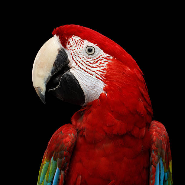 Close-up Funny portrait Green-winged macaw, Ara chloroptera, isolated Close-up Funny portrait of Green-winged macaw, Ara chloroptera, isolated on black Background. parrots live in Central and South America green winged macaw ara chloroptera stock pictures, royalty-free photos & images