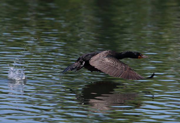 istock Double-Crested Cormorant Takes Flight Off the Lake 611991962