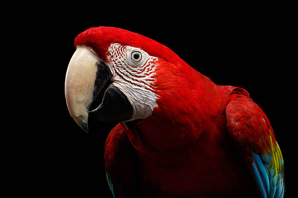 Close-up Funny portrait Green-winged macaw, Ara chloroptera, isolated Close-up Funny portrait of Green-winged macaw, Ara chloroptera, isolated on black Background. parrots live in Central and South America green winged macaw ara chloroptera stock pictures, royalty-free photos & images