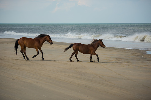 Wild Horses Running at the Shoreline