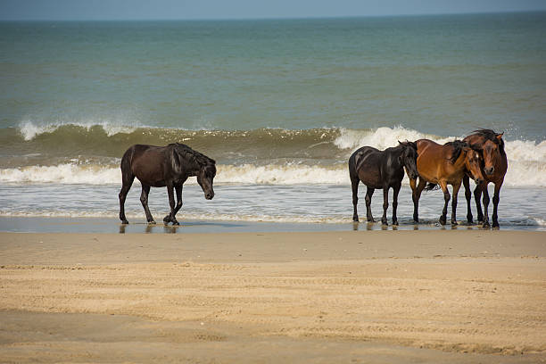 istock Wild Horses by the breaking waves 611992382