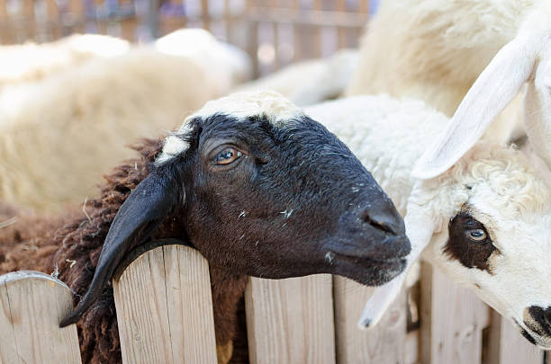 istock Goats in the pen 611993332