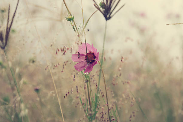 Flowers and vintage nature stock photo