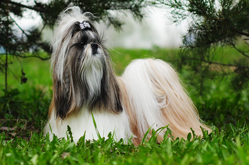 Beautiful decorative dog breed the Shih Tzu is in the summer outside in full growth. A glamorous companion for girls and family