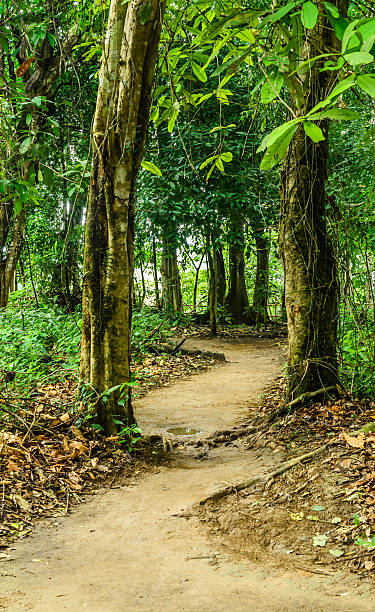 wanderweg im regenwald - trailblazer stock-fotos und bilder