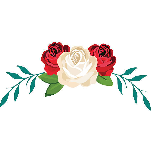 ilustrações de stock, clip art, desenhos animados e ícones de the ornament of white and red roses - white background studio shot macro square