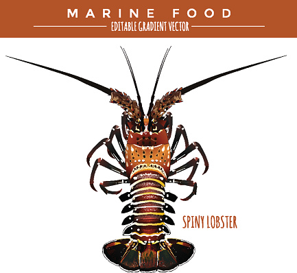Spiny lobster illustration. Marine food, editable gradient vector