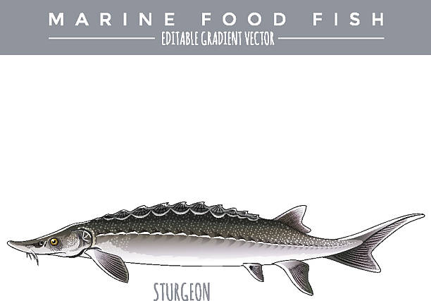 Sturgeon. Marine Food Fish Sturgeon illustration. Marine food fish, editable gradient vector sturgeon fish stock illustrations