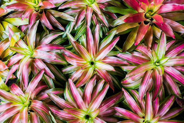 istock Tropical plants for background purposes, green background, plants background. 611999446