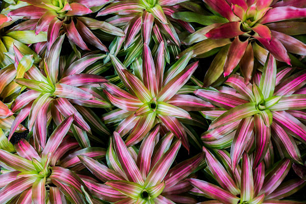 istock Tropical plants for background purposes, green background, plants background. 611999616