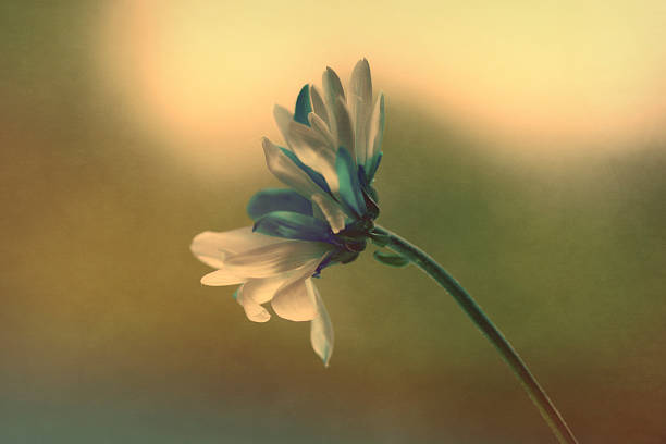 istock Digital art, glowing effect, artistic macro daisy flower 612000300