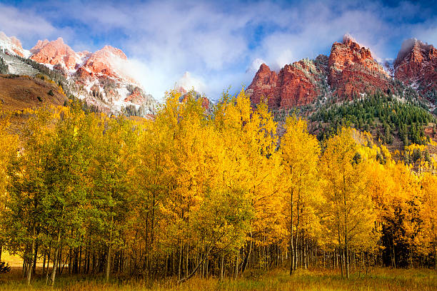 Golden Aspens at Maroon Lake A golden aspen grove in the Maroon Bells area of Colorado aspen colorado stock pictures, royalty-free photos & images