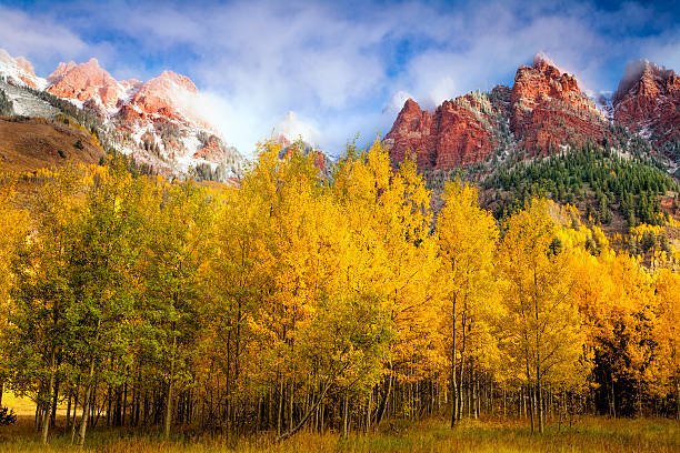 Golden Aspens at Maroon Lake A golden aspen grove in the Maroon Bells area of Colorado aspen tree stock pictures, royalty-free photos & images