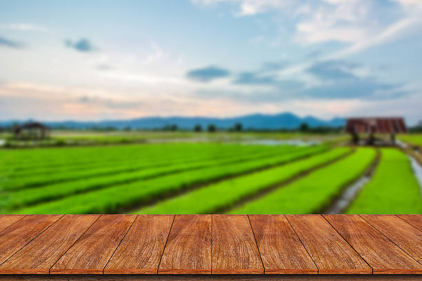 istock Empty wooden table and blur rice field background 612001126