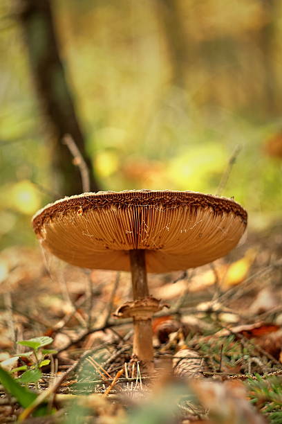 istock Procera or Lepiota procera macrolepiota 612001728