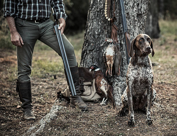 caça - pheasant hunting bird gamebird - fotografias e filmes do acervo