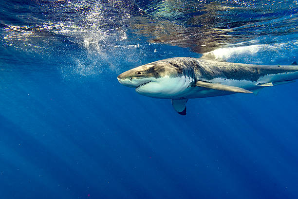 istock Great White shark ready to attack close up 612002122