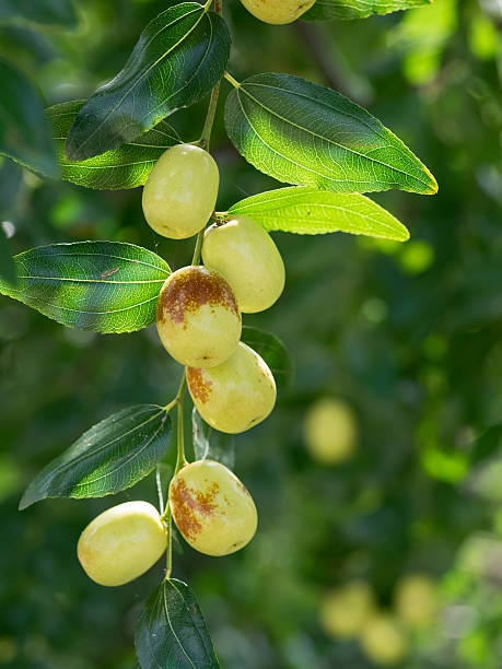 istock Fruit and leaf of the jujube 612002282